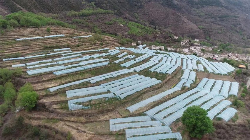 大櫻桃.jpg 大櫻桃.jpg